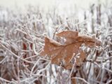 dried brown leaf on snow filled bare tree