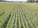 A vast cornfield in Kellogg, Minnesota, showcasing rows of mature corn plants.
