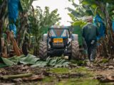 Tractor harvesting bananas in a plantation