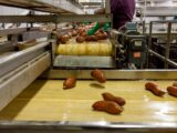 Sweet potatoes being processed on a conveyor belt in a modern factory setting.