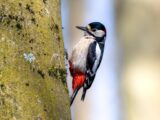 Close-up of a Great Spotted Woodpecker perched on a tree trunk outdoors, capturing wildlife's natural beauty.